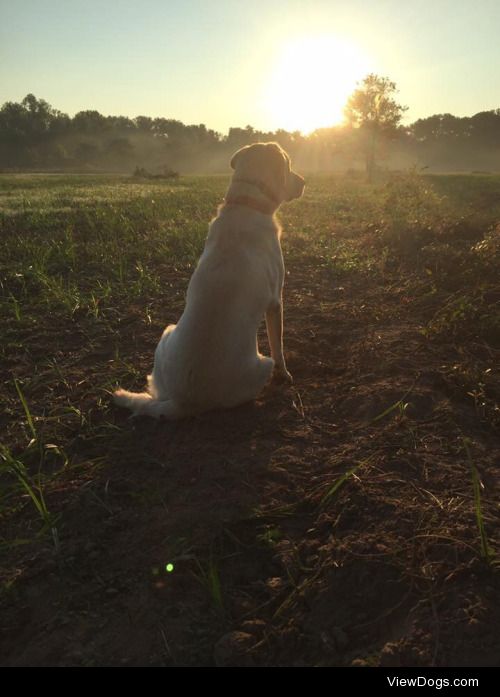 This is Rogue! She’s a Golden Retriever /White Lab mix. She…