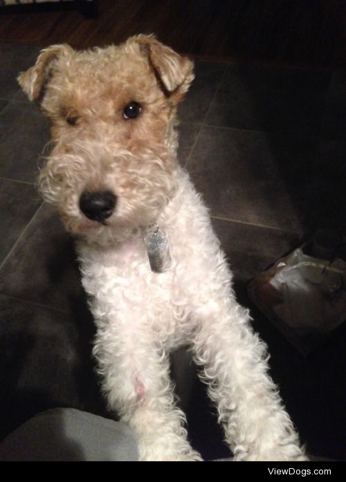 this is my dog, rocket!! hes a wire fox terrier :,^)