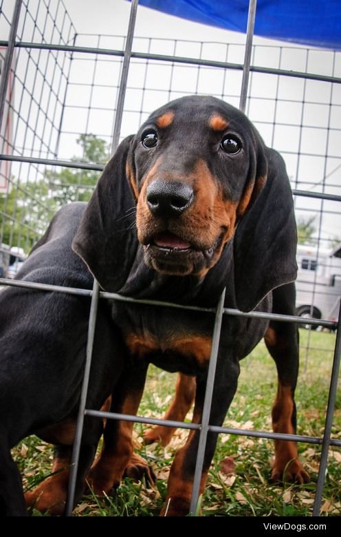 WayNet.org | Black and Tan Puppies