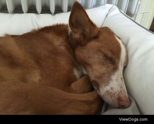 Cody (Podenco)… so tired after a long round in the…