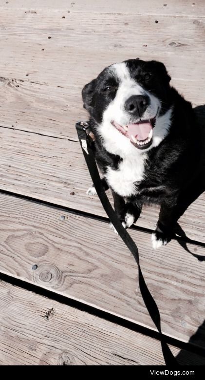 This is my lovely 6 year old Border Collie, her names Annie ☺️…