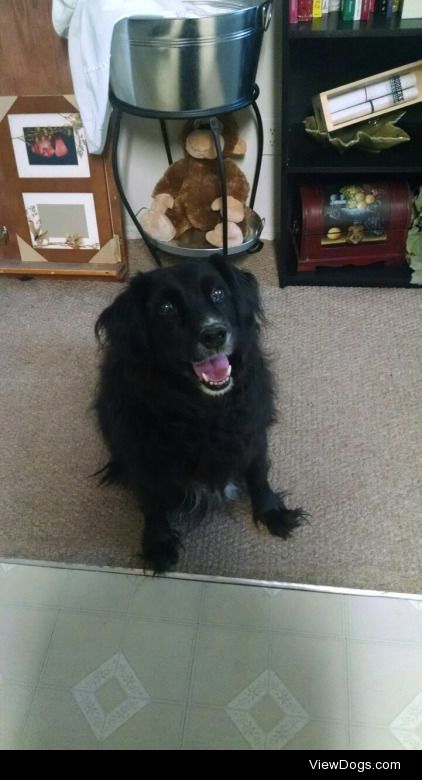 A few pictures of my late dog, Shadow, who passed away this year…