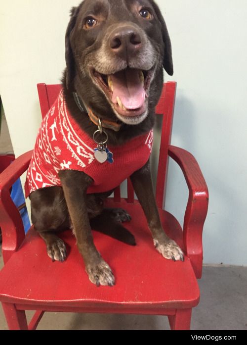 Cooper is a chocolate lab. He loves to get festive for the…