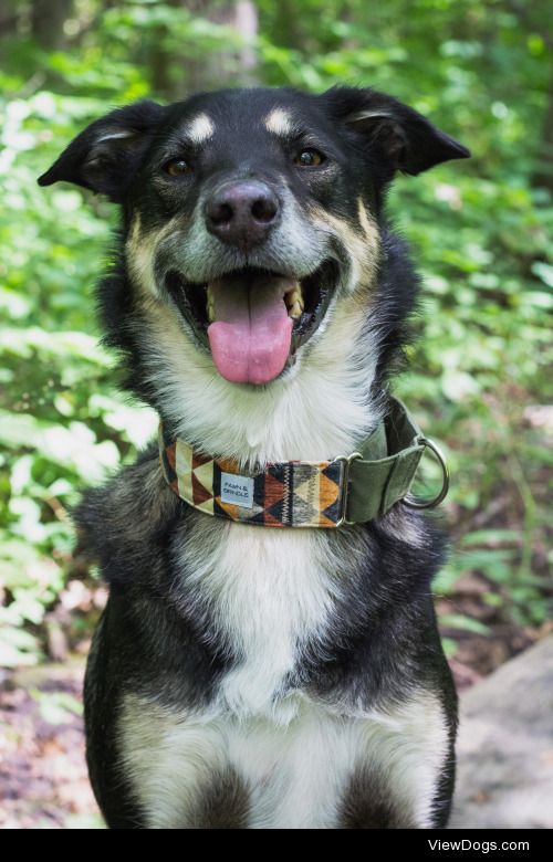 Happy Kayden wearing his new collar by Fawn & Brindle, use…