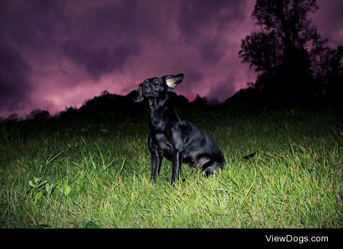 This is Mischa, she’s a Doberman Pinscher and Black Mouth Cur…