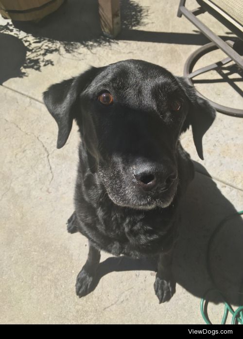 Fred, my Labrador had to be shaved for surgery.