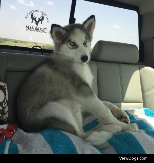 Kai the Alaskan malamute/Siberian Husky