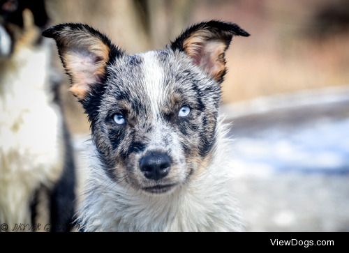 tri-trick-dogs:

16 weeks old and fabulous