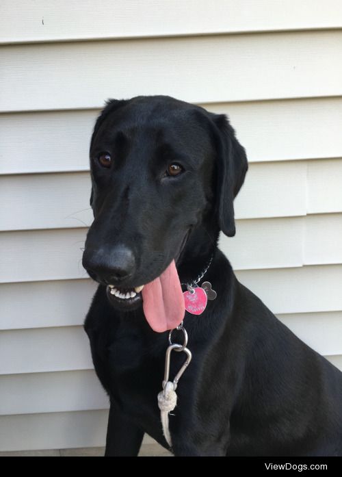 Our goofy lab gunner!! he just turned 9 months old:D