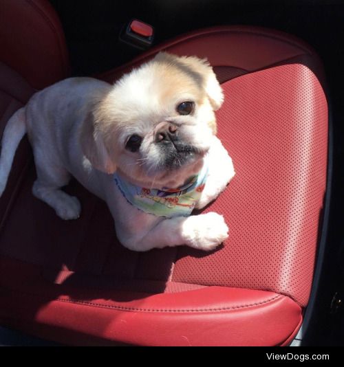 Pookie the Pekingese! – Annonymous