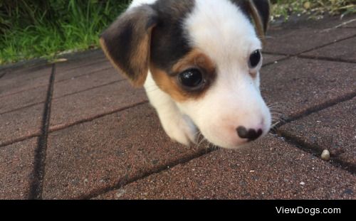 Meet the coolest pup on the block, Lucky!
He’s a pure bred Jack…