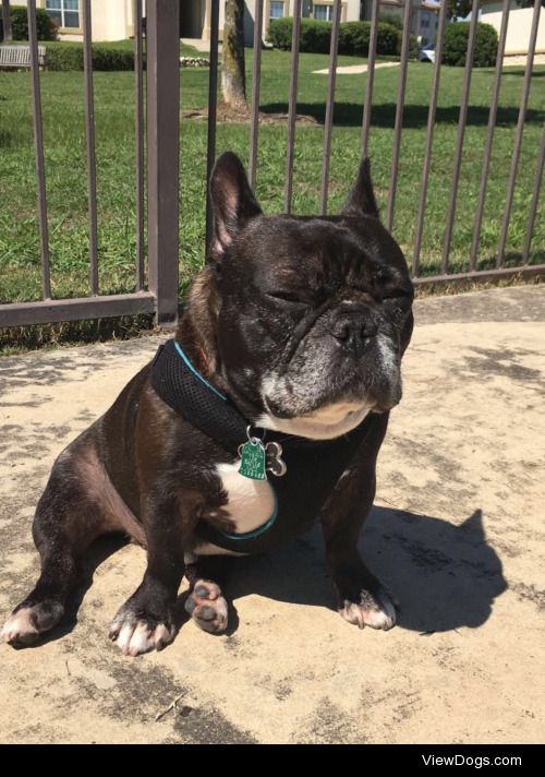 Kermit, the 5year old French Bulldog