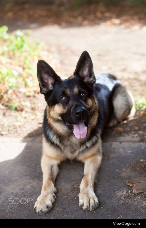 Ben Beckett | Rascal GSD Folly