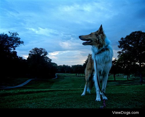 This is Talvi the Scottish Collie pup at 10 months old -…