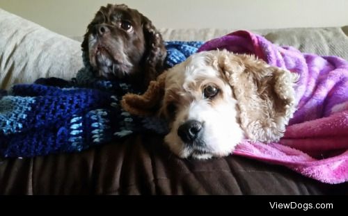 My dogs Zach and Todd, Cockerspainel and Poodle mix. 9 years old…