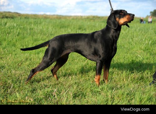 anetaelk | POLISH HUNTING DOG- SZABLA KLUSUJACA SFORA FCI