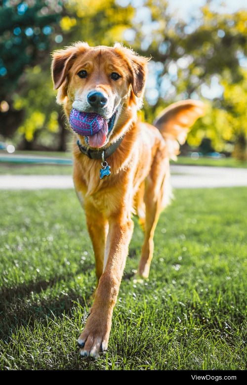 Luca – 11 month old Golden Retriever/Great Dane mix enjoying…