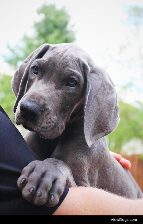 This is Hades, a Great Dane puppy. He’s a real peach.