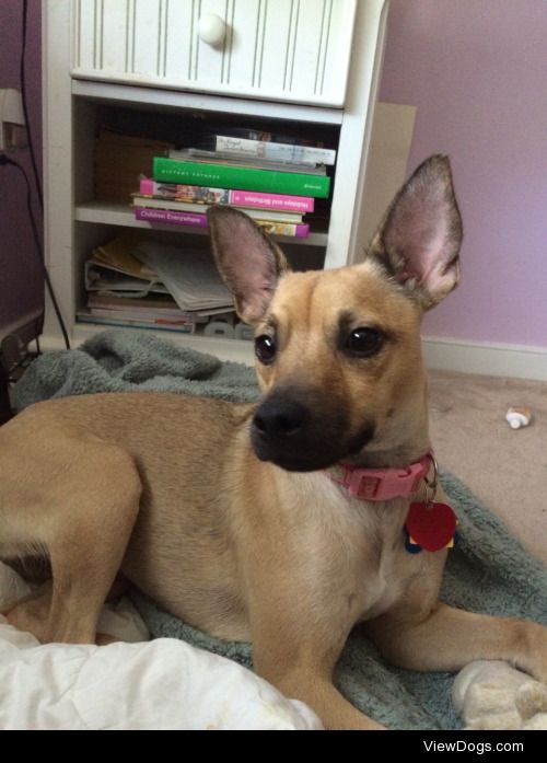 This is my 2 year old German Shepard/chihuahua mix. She enjoys…
