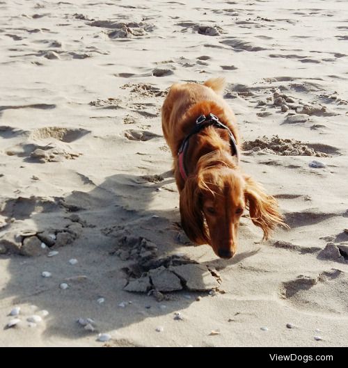 My dachshund Orino enjoying a day at the beach, acting like a…