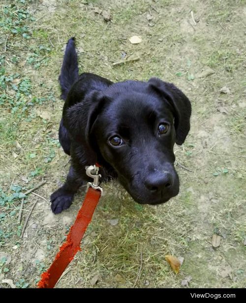 This is Lucy! She’s a 5 month old black lab who loves naps. I…