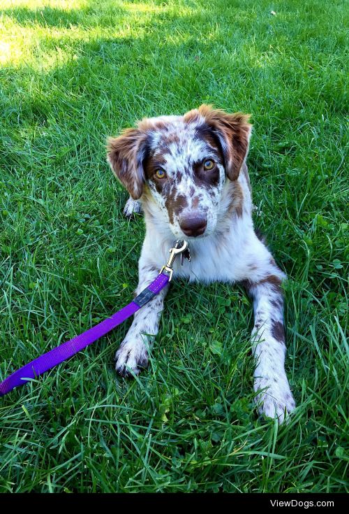 Ashley Howard | Mira, my 4.5 month old Australian Shepherd