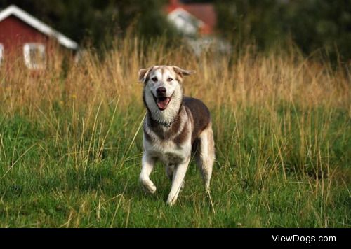 Have some more pictures of Balto, my husky mix!