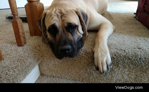 This is Odin, our English Mastiff. He is one year old.