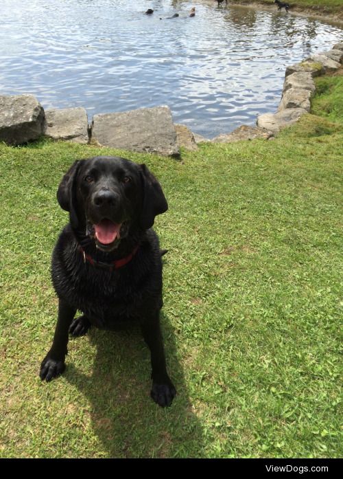 Angus my goofy black lab