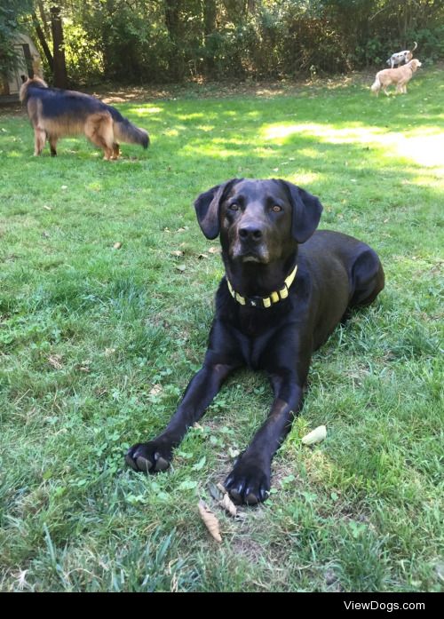 My lab mix Jetta having a blast during her vacation at a doggy…