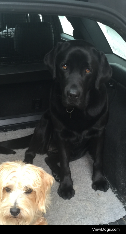 my labrador, molly, with the cutest eyesll