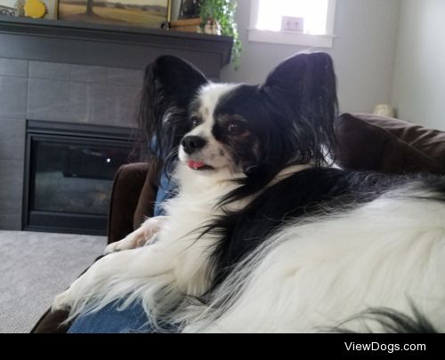 This is Jack, a papillon who likes sticking his tounge out….