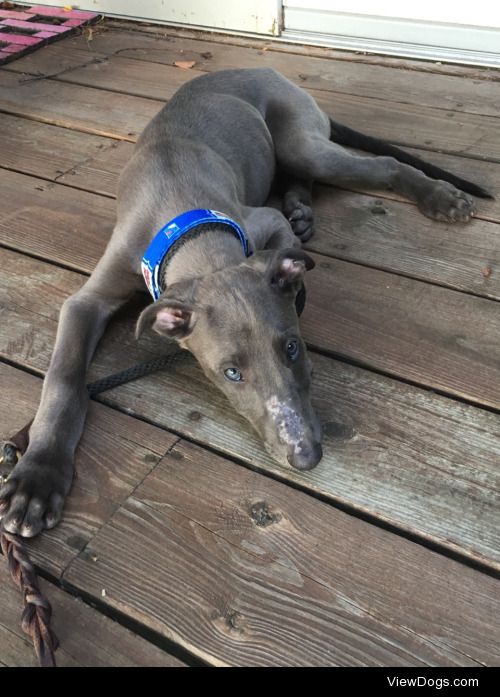 Newest pack member, baby girl Gretzky the American Staghound❤️