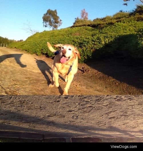 Top is Beemer, Labrador Retriever. My 15 year old grandpa pup…