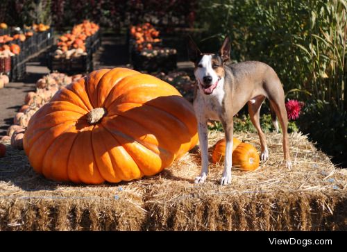 hunterisadog:

two very large pumpkins