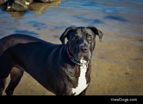 ratherlargedog:

So… throw ball into the sea now? Yes?