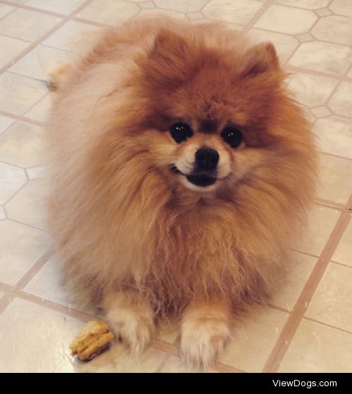 Gizmo is my 10-year-old Pomeranian. He’s currently fighting…