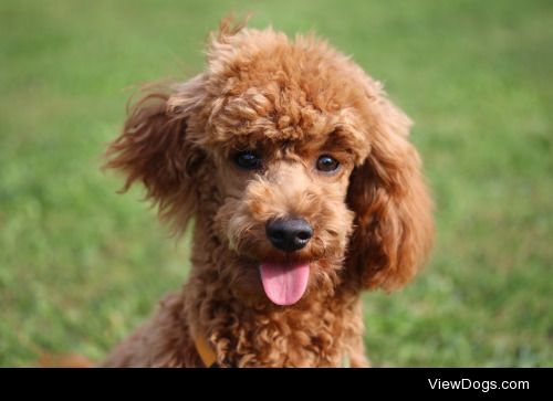 Hi, I’m Lilly, a playful young poodle! @raeubertoechter