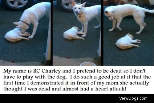 Playing Possum

RC Charley is a 3 year old rescue cat. Although…