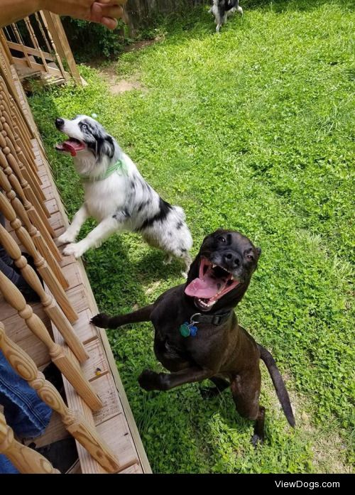 Tank (mixed dog) and Moses (Aussie) at Moses’s first birthday…