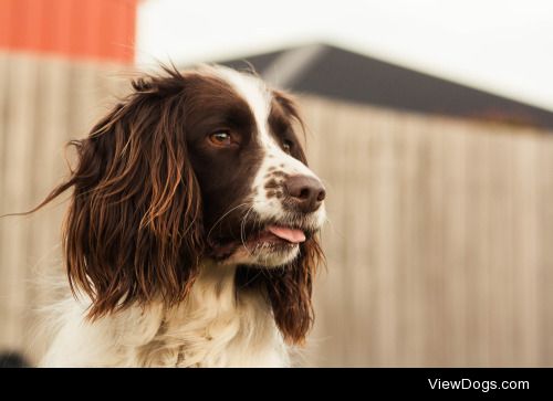 calliefield:

Fresh out of the oven home-cooked wholegrain dog. 