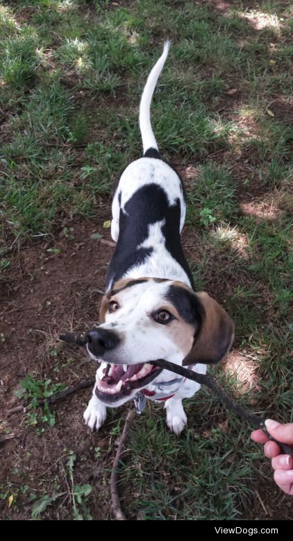 speckledbellies:

Briar Hound tries to scare me by breaking a…