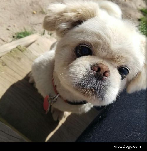 This is Jacob 
He’s a pekingese :)