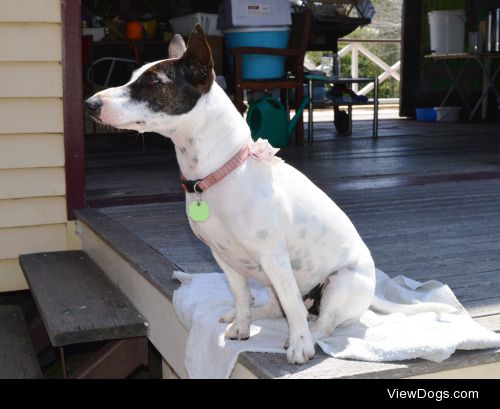 This is Toki, my Fox Terrier/Staffy mix.  She is our Market…