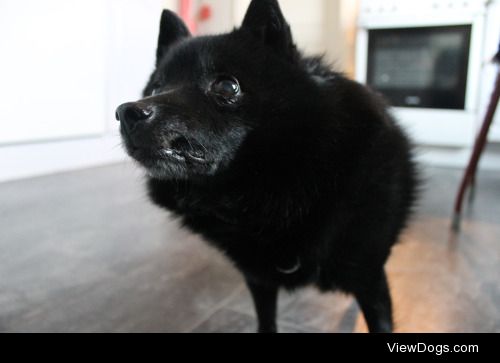 This is Timmy, a schipperke who spent 16(!) years with us before…