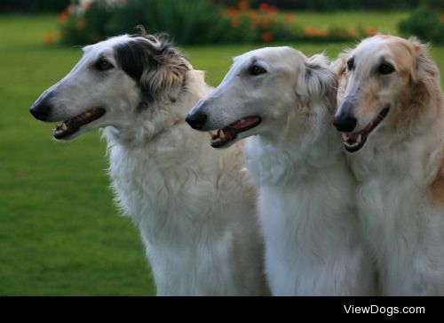 kiwihounds:

Three 3-year old girls from Mayvale’s “X”…