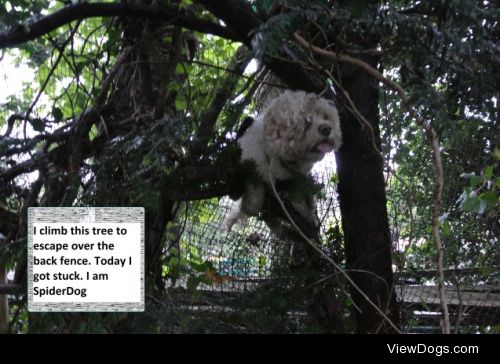 Here Comes the SpiderDog

I climb this tree to escape over the…