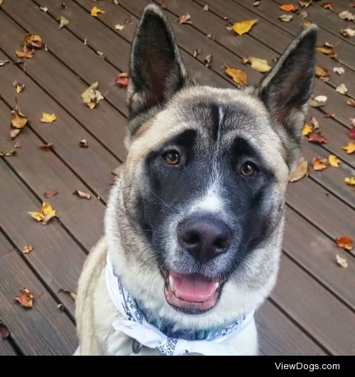 This is Mika! She’s a 10 month old Akita and just the sweetest…