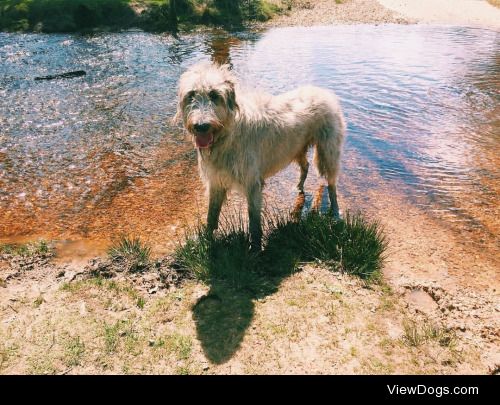 This is Rupert our Irish Wolfhound. He loves walks in the forest…