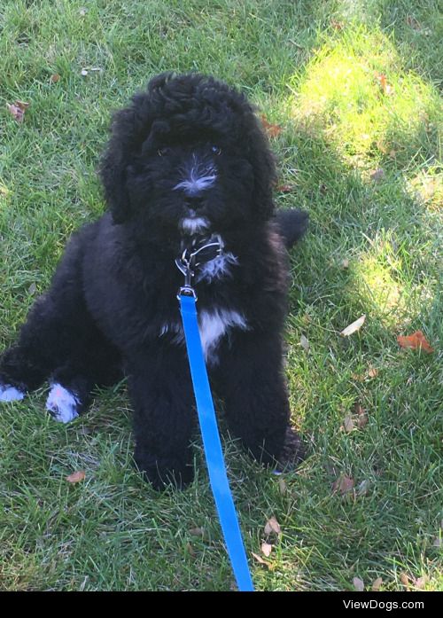 Oliver 13 week old Bernedoodle.